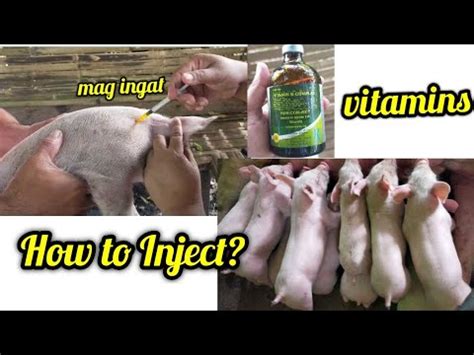How to Inject Multivitamins / anti scouring for piglets .